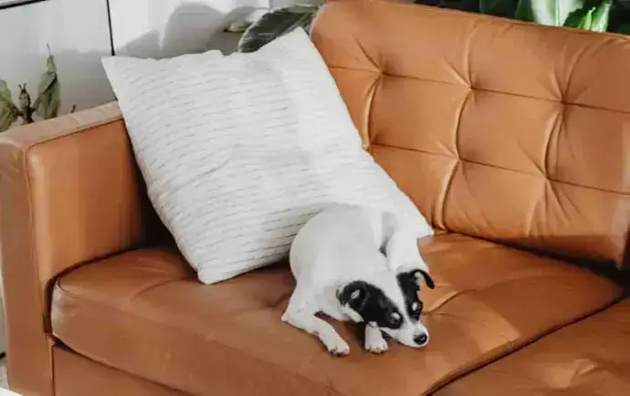 Sofá de couro limpo