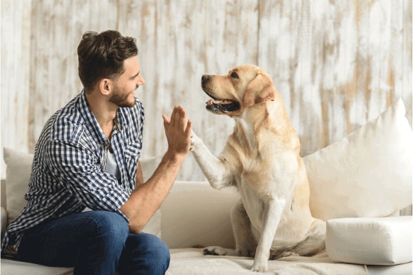 Cachorro no sofá